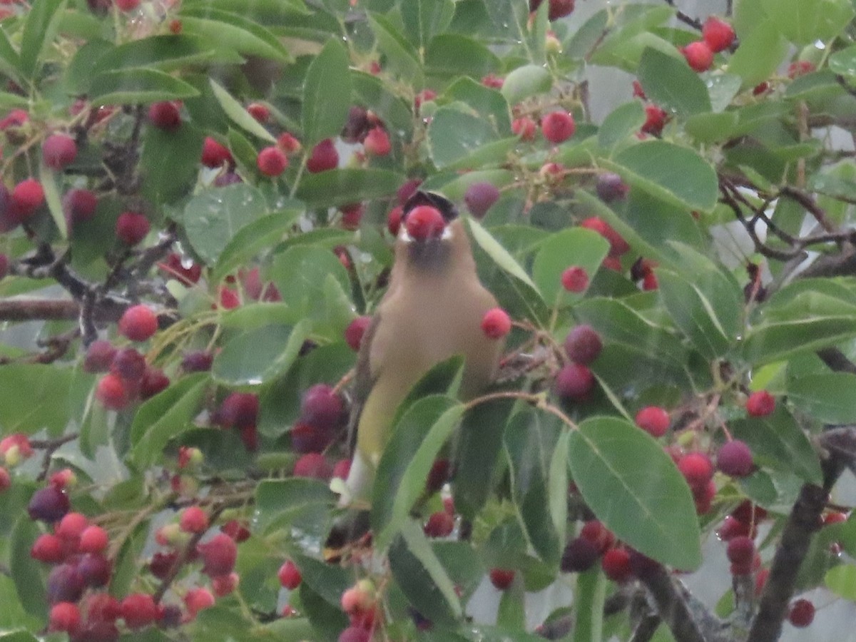 Sedir İpekkuyruğu - ML645030336