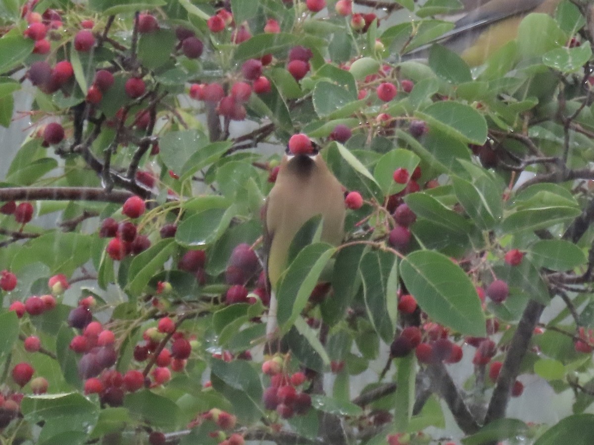 Sedir İpekkuyruğu - ML645030337