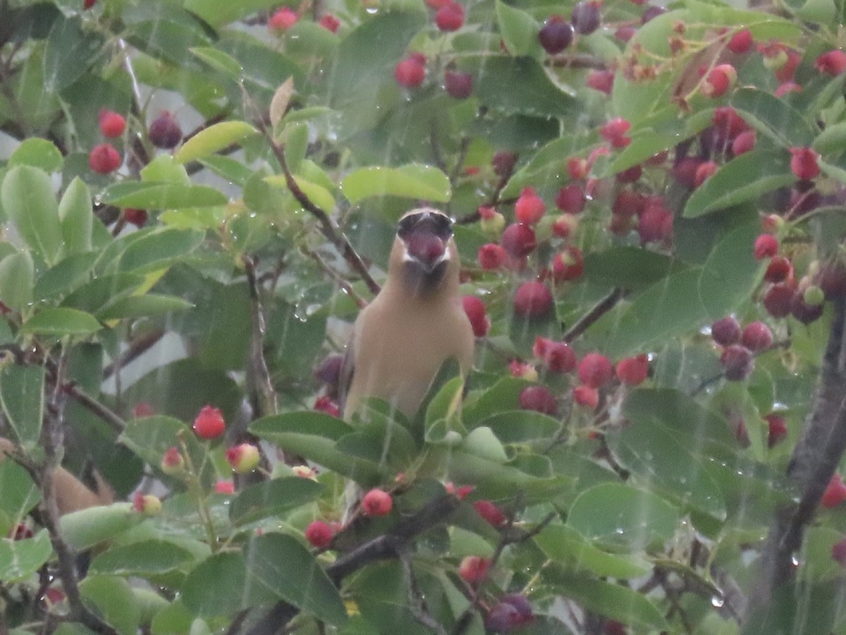 Sedir İpekkuyruğu - ML645030340