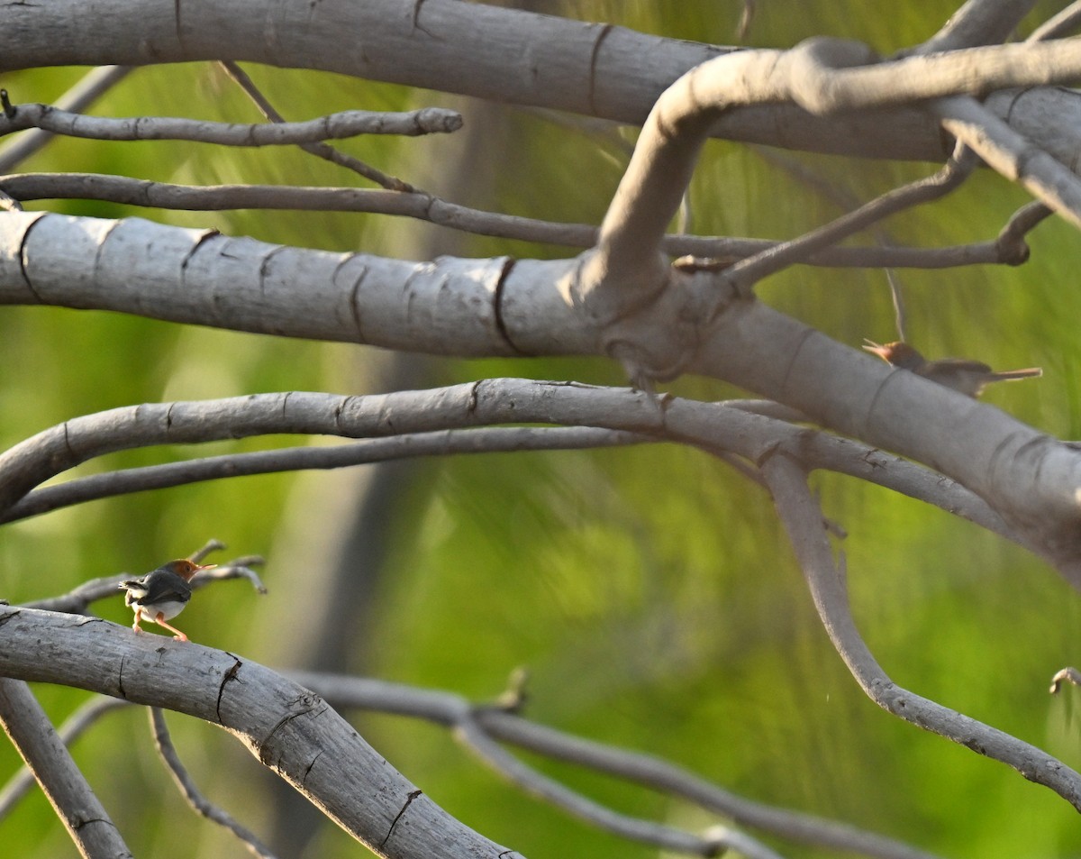 Ashy Tailorbird - ML645030341