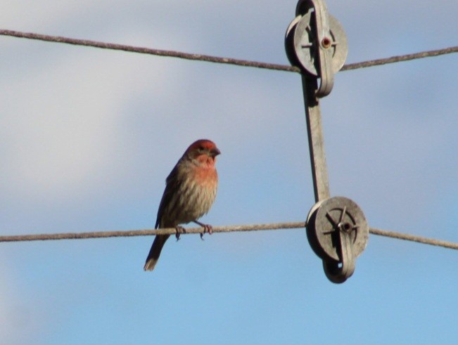 House Finch - ML645030386