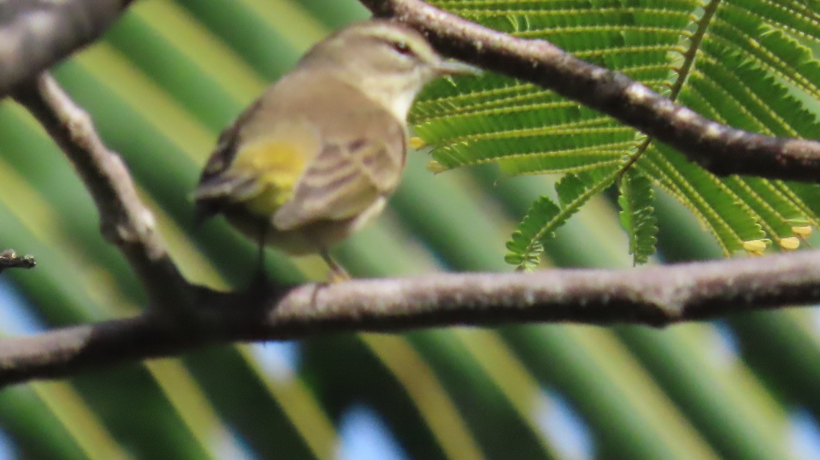 Palm Warbler - ML645030389