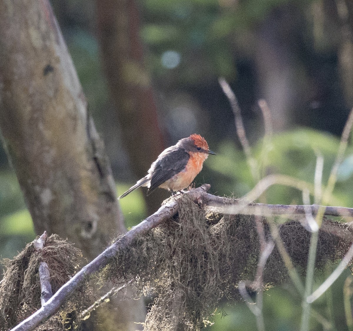 Brujo Flycatcher - ML645030393