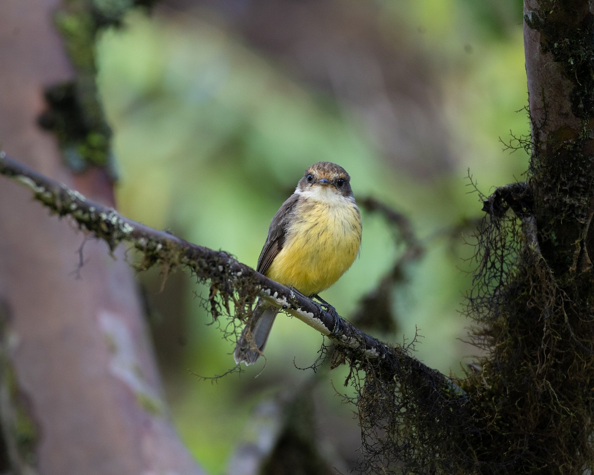 Brujo Flycatcher - ML645030395