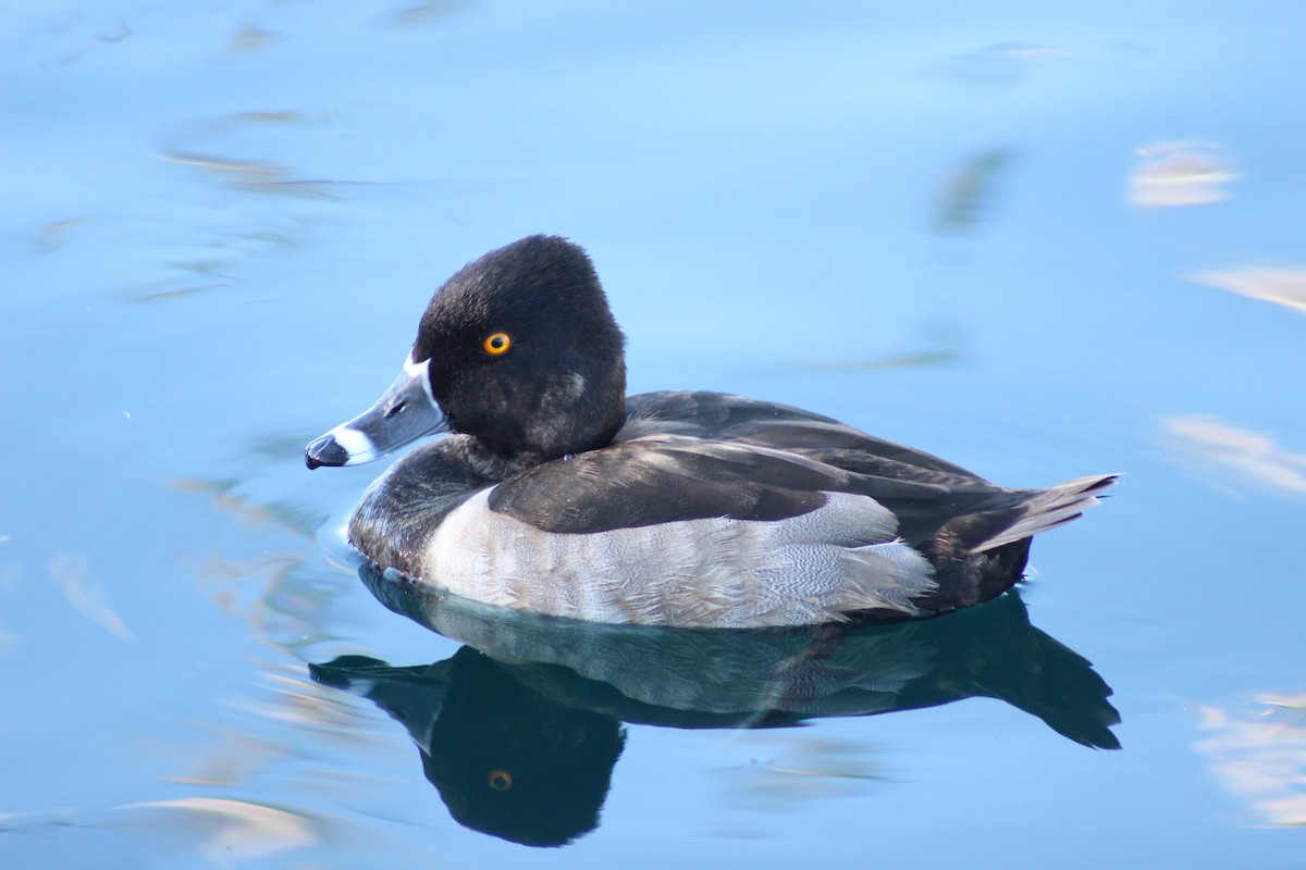 Ring-necked Duck - ML645030401