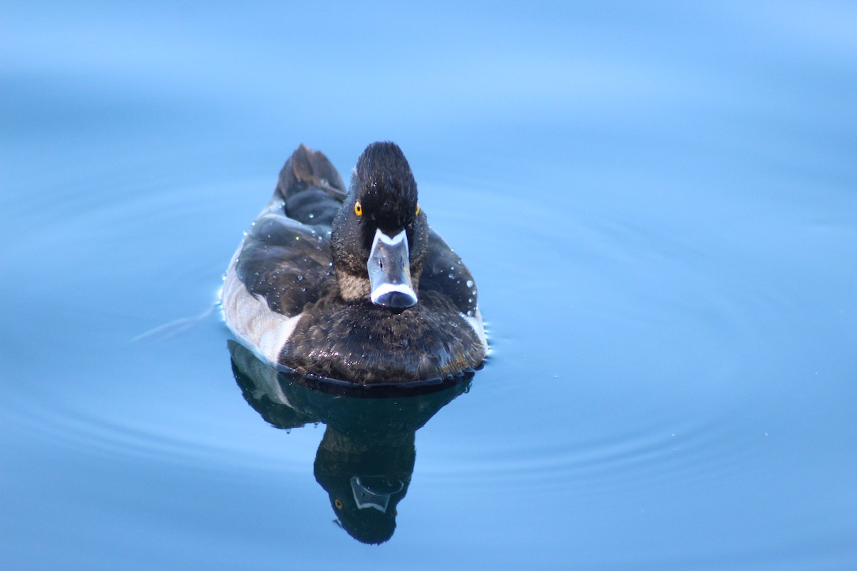 Ring-necked Duck - ML645030403