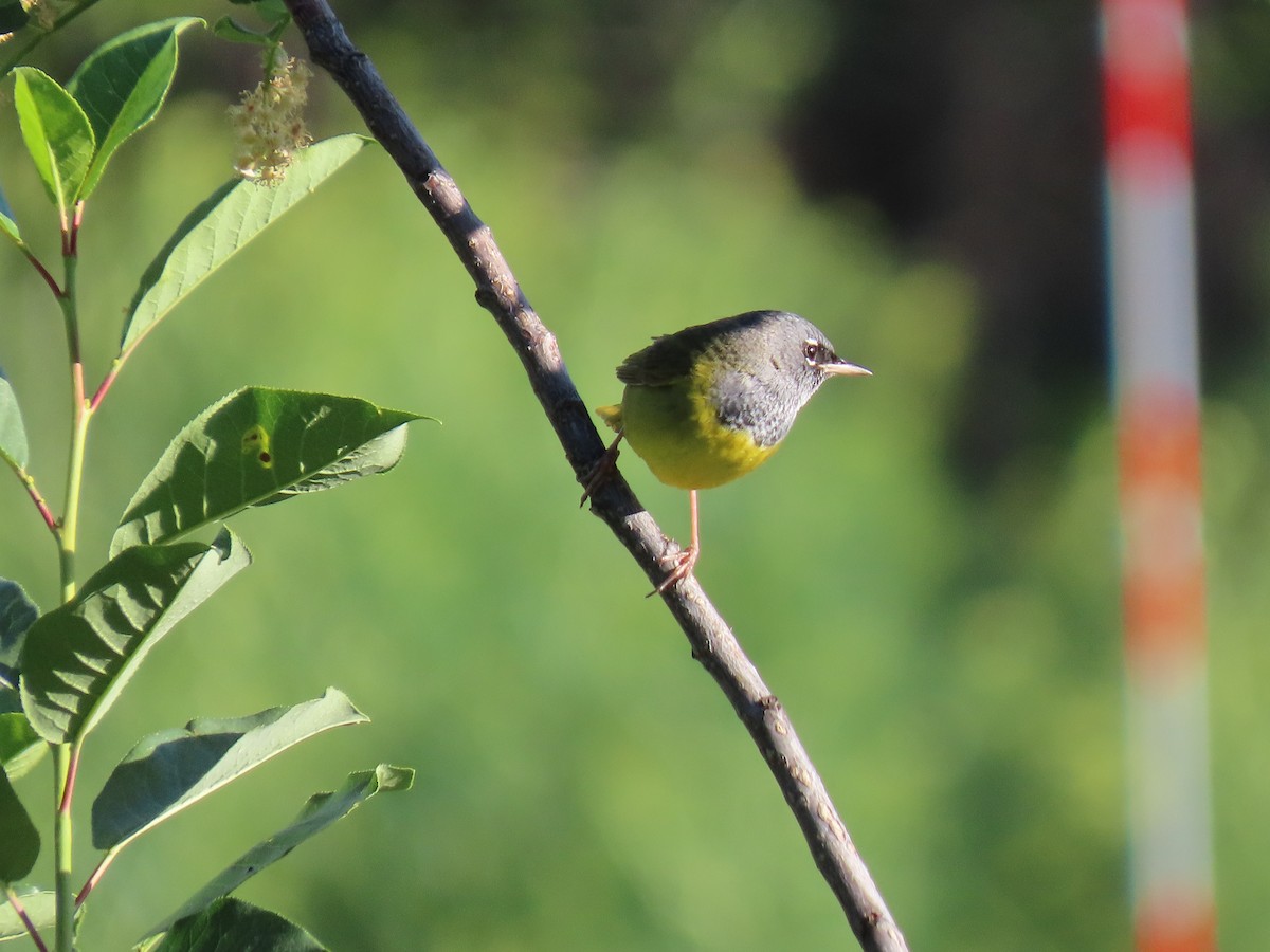 MacGillivray's Warbler - ML645030407