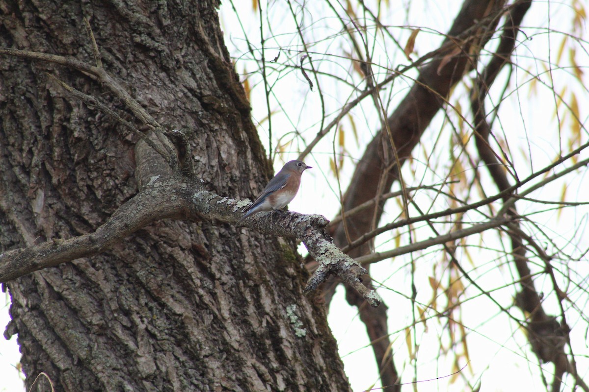 Azulejo Oriental - ML645030410