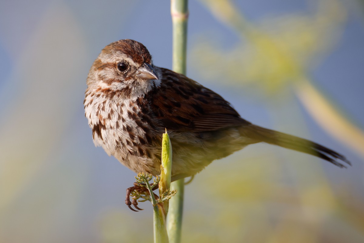 Song Sparrow - ML645030418