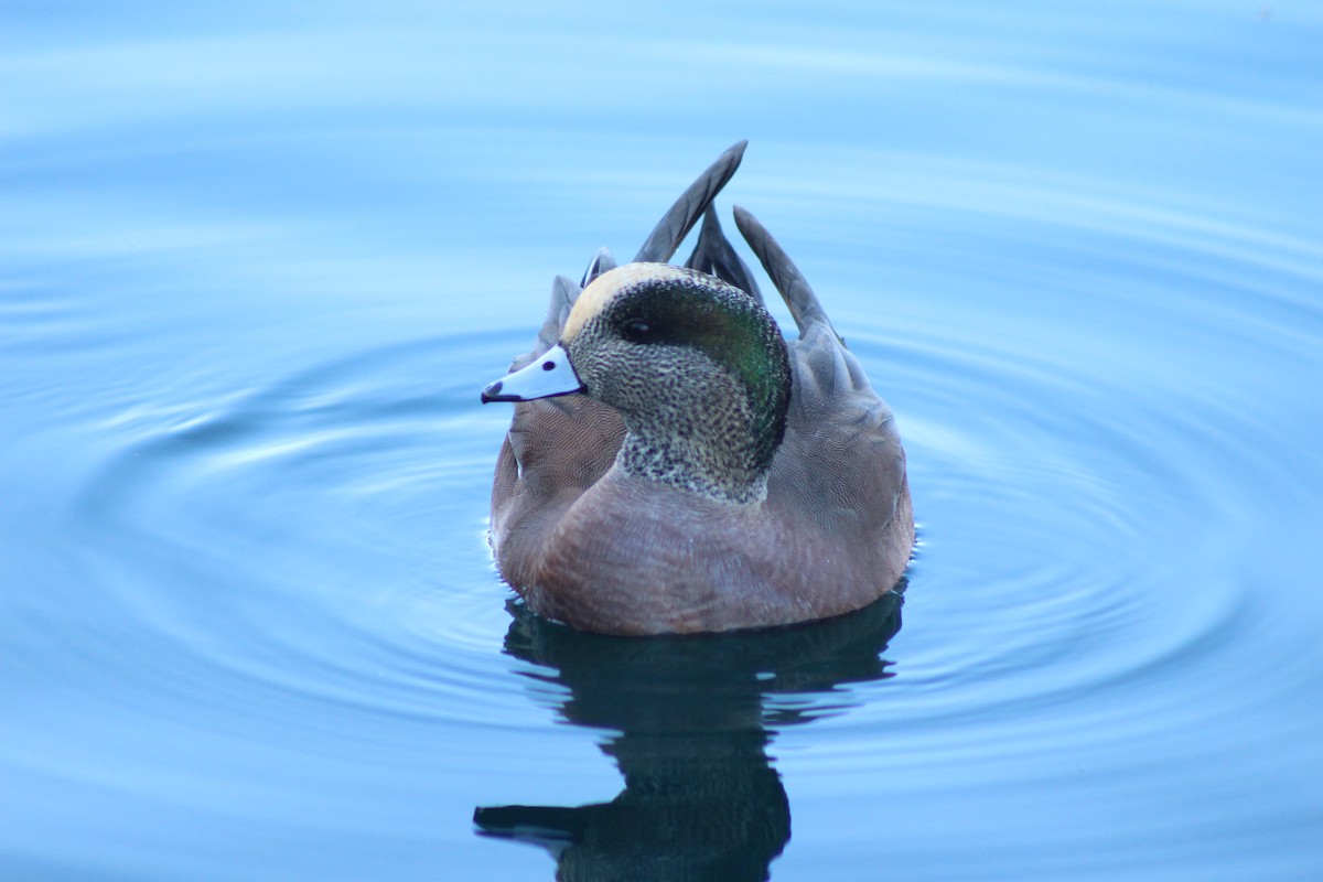 American Wigeon - ML645030421
