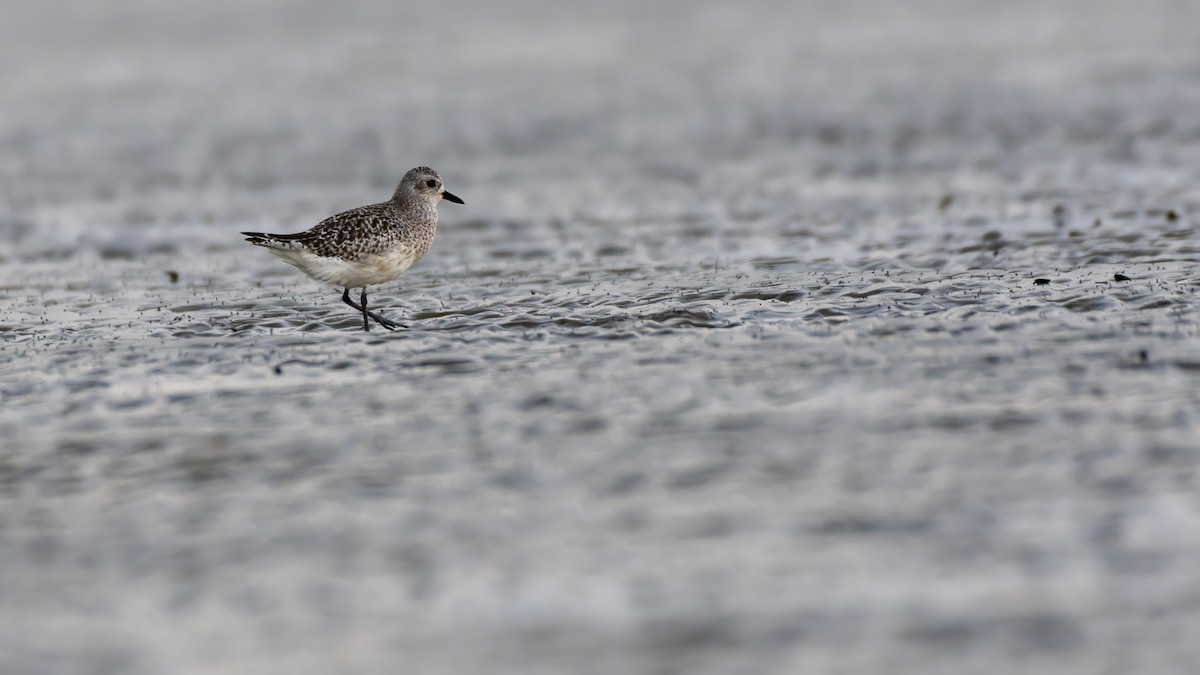 Буурал сүвээ цагаан - ML645030423