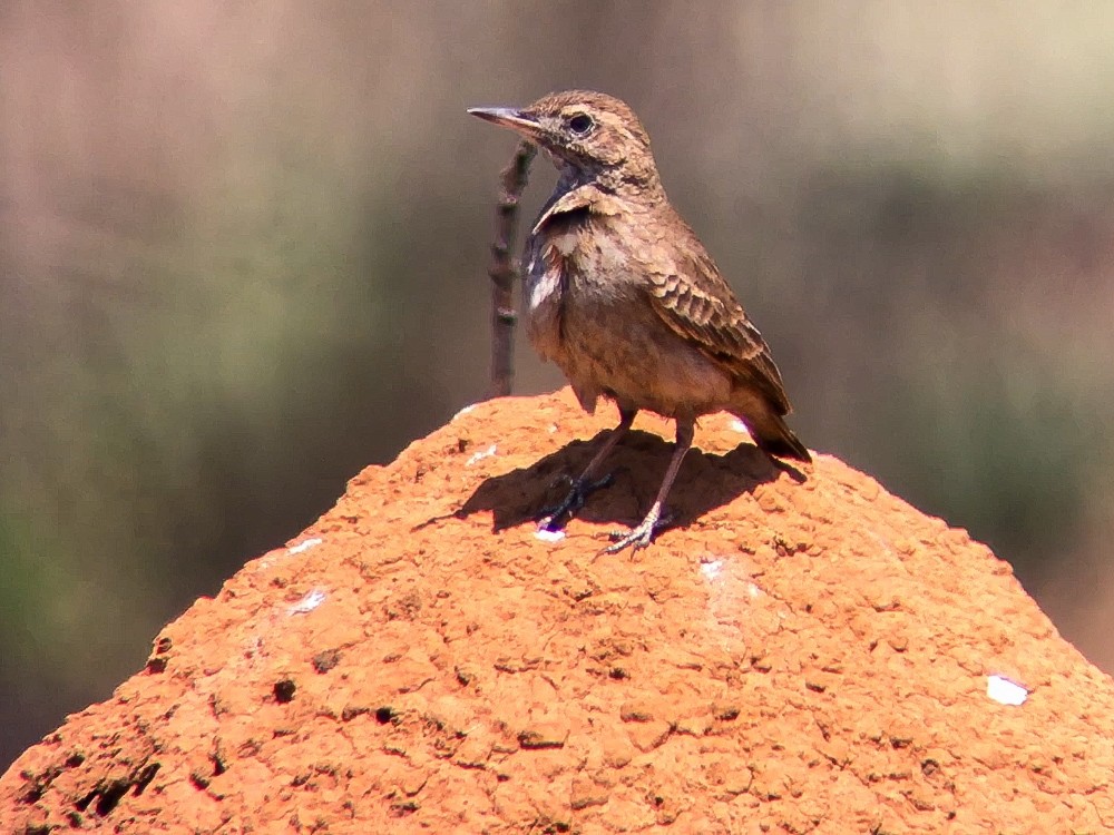 Campo Miner - ML645030429