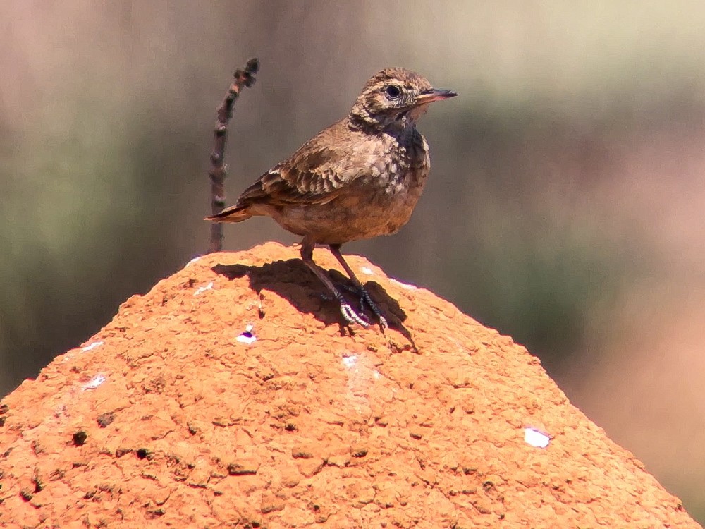 Campo Miner - ML645030430