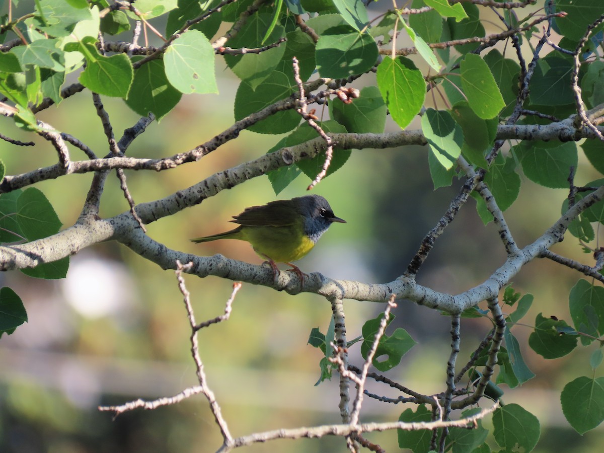 MacGillivray's Warbler - ML645030467