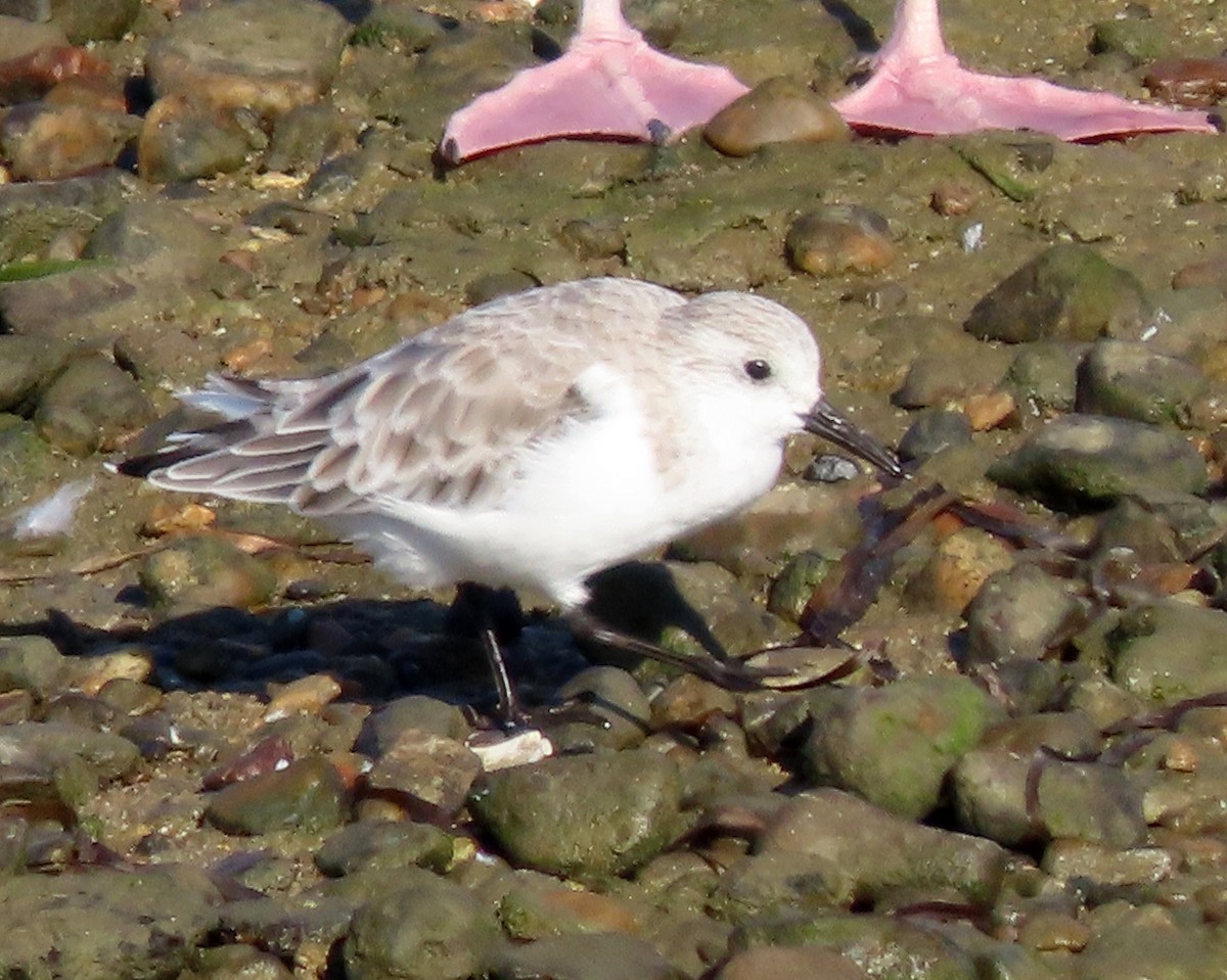 Txirri zuria - ML645030478