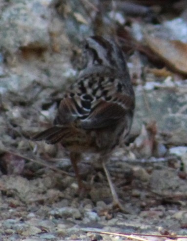 Song Sparrow - ML645030479