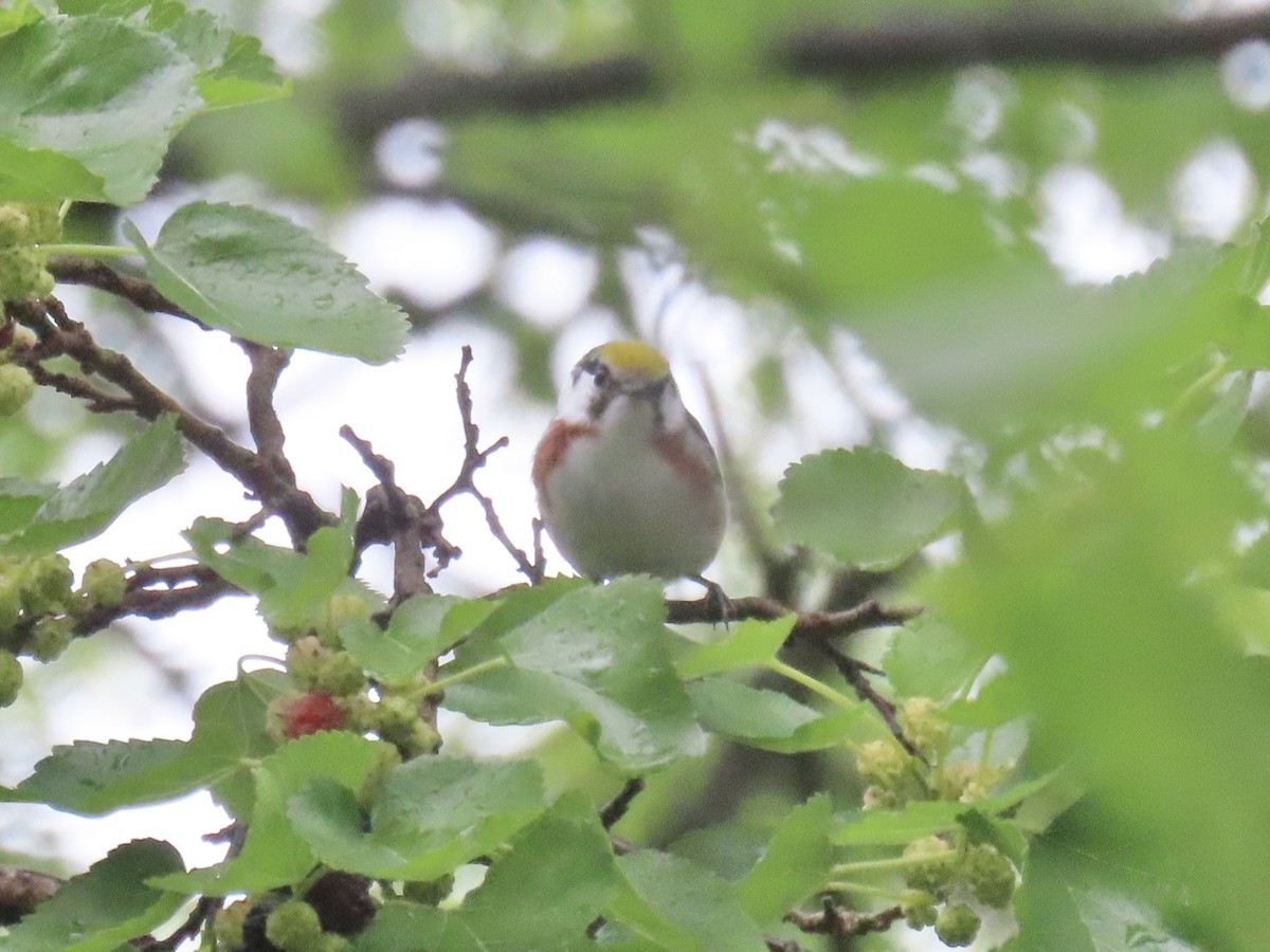 ワキチャアメリカムシクイ - ML645030500