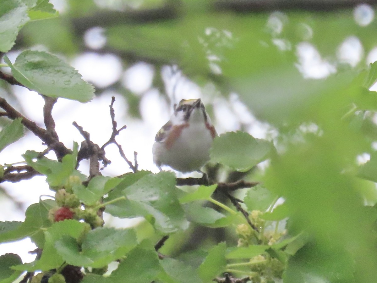 ワキチャアメリカムシクイ - ML645030501