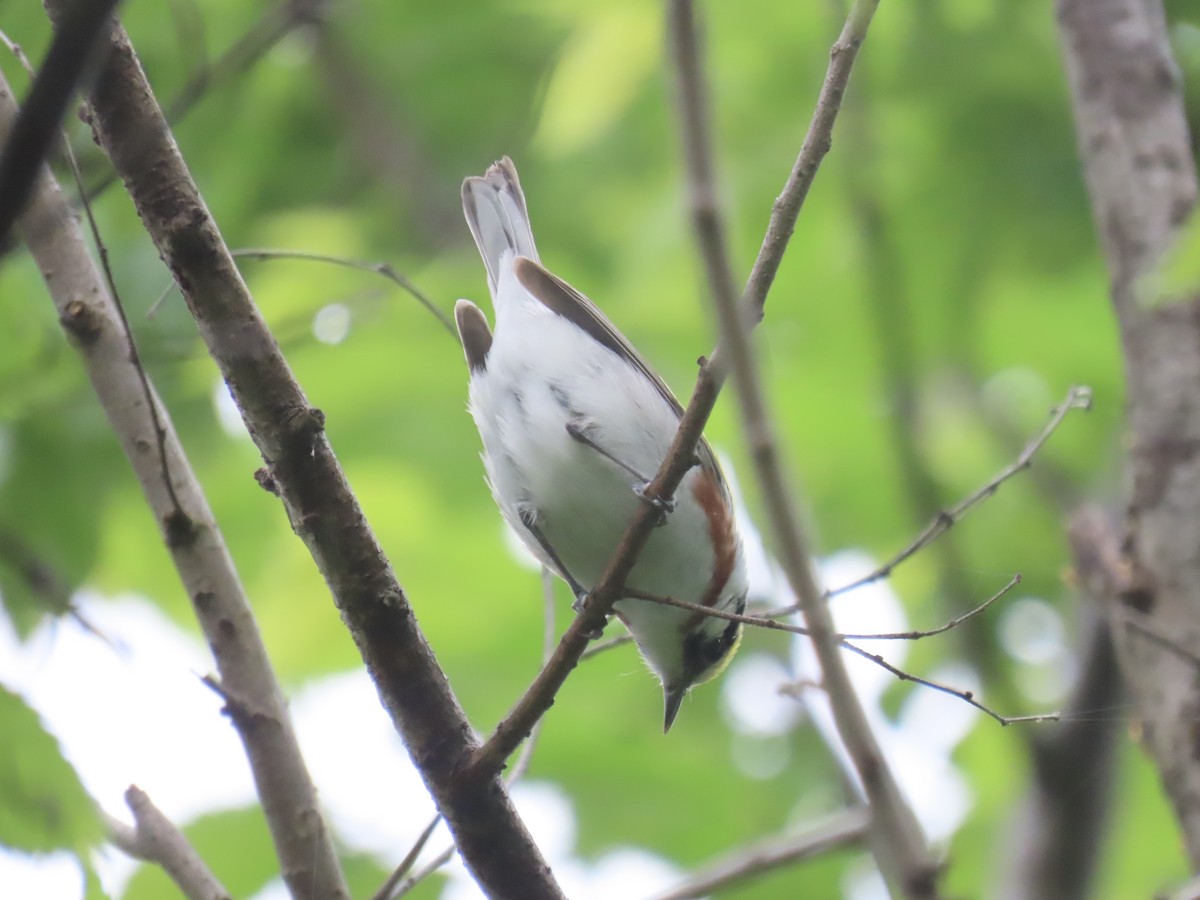 ワキチャアメリカムシクイ - ML645030502