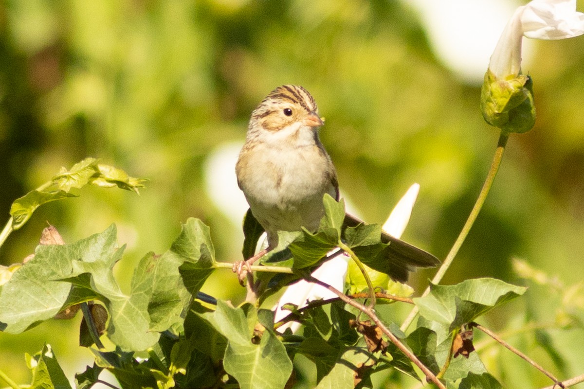 Clay-colored Sparrow - ML645030503