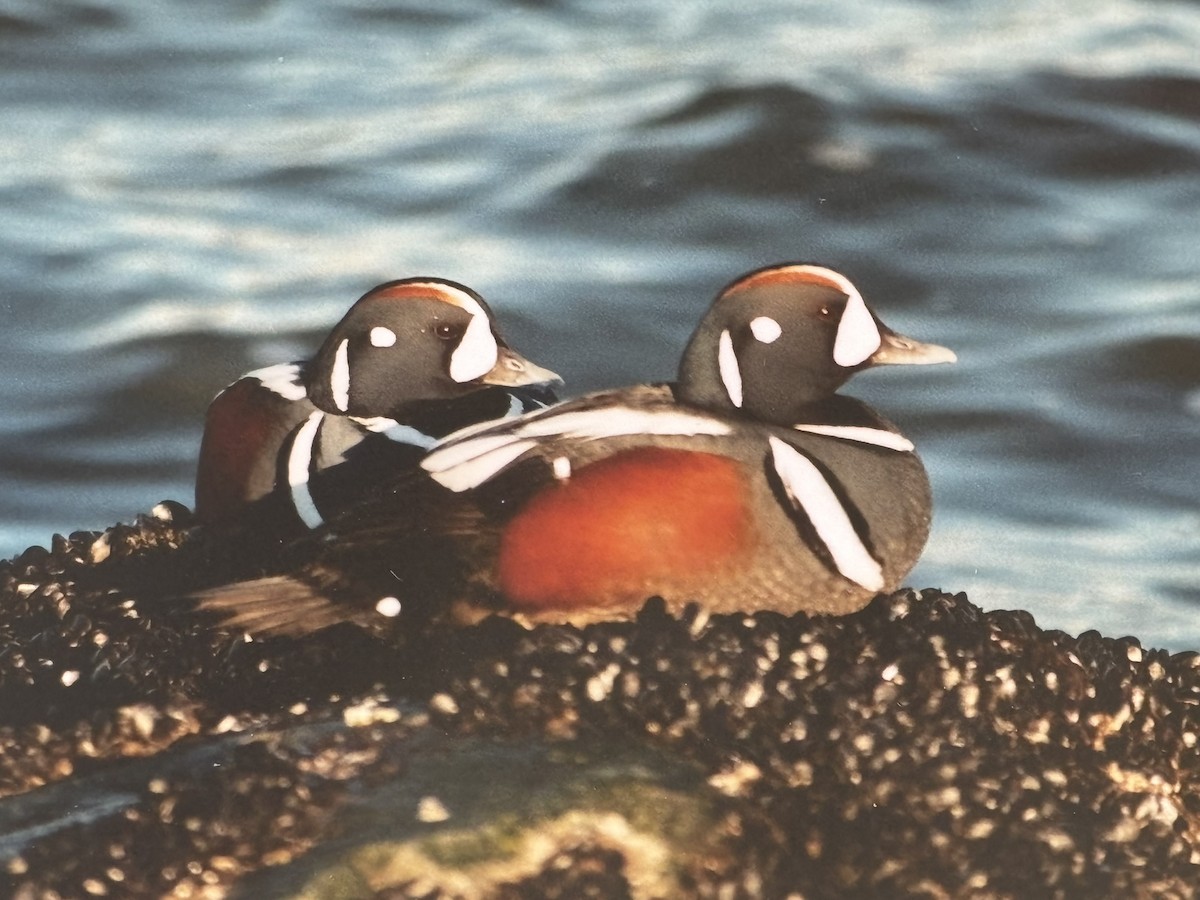 Ahate arlekina - ML645030509