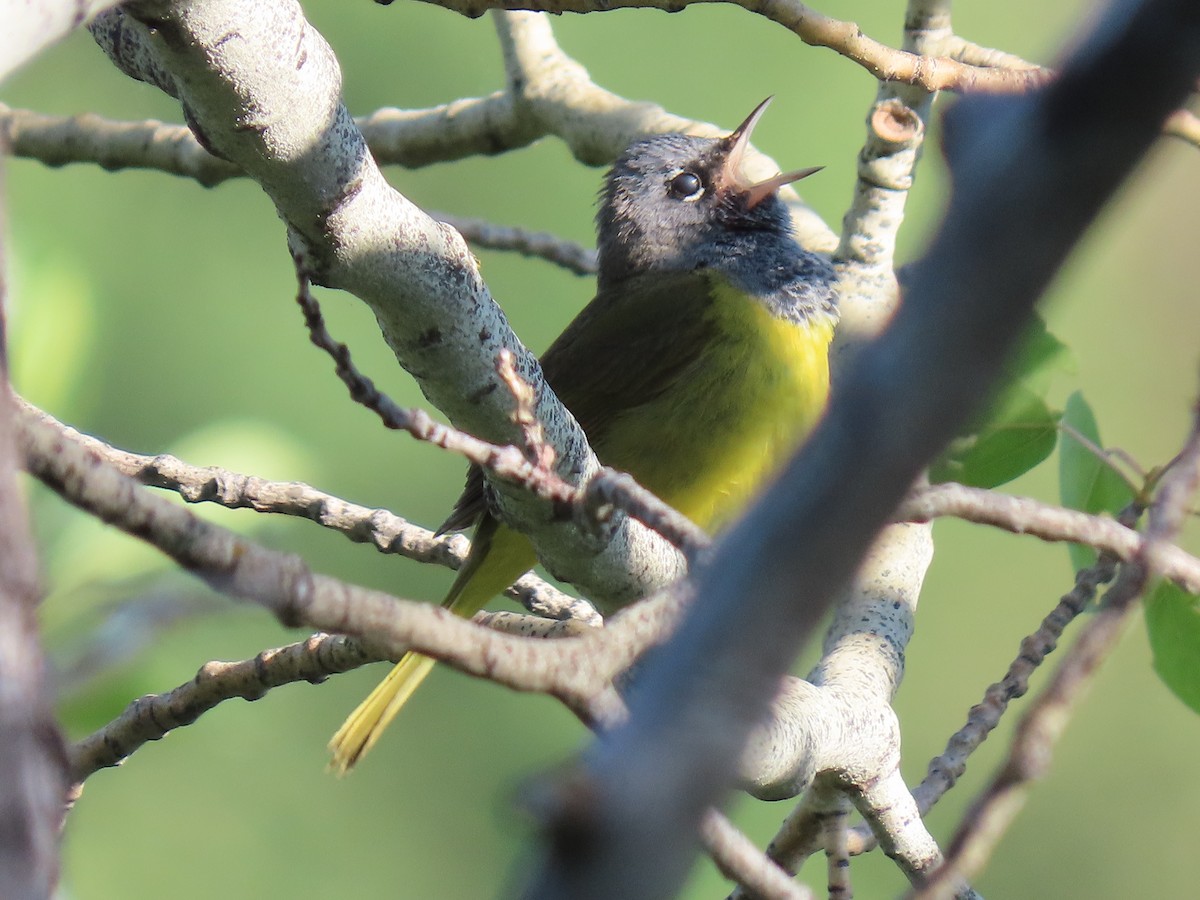 MacGillivray's Warbler - ML645030515