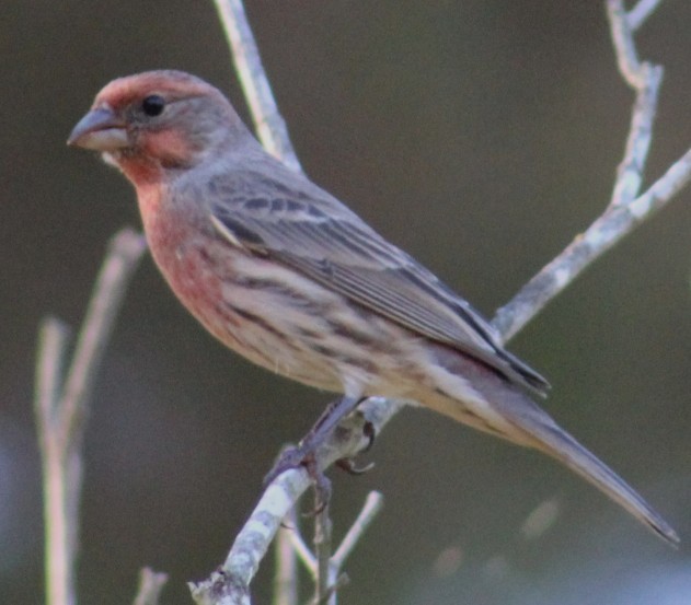 House Finch - ML645030535