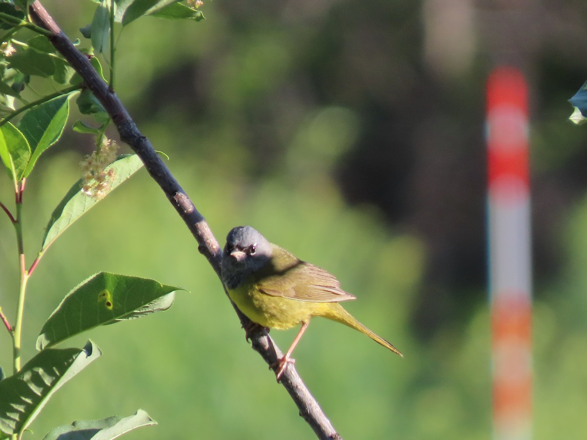 MacGillivray's Warbler - ML645030549