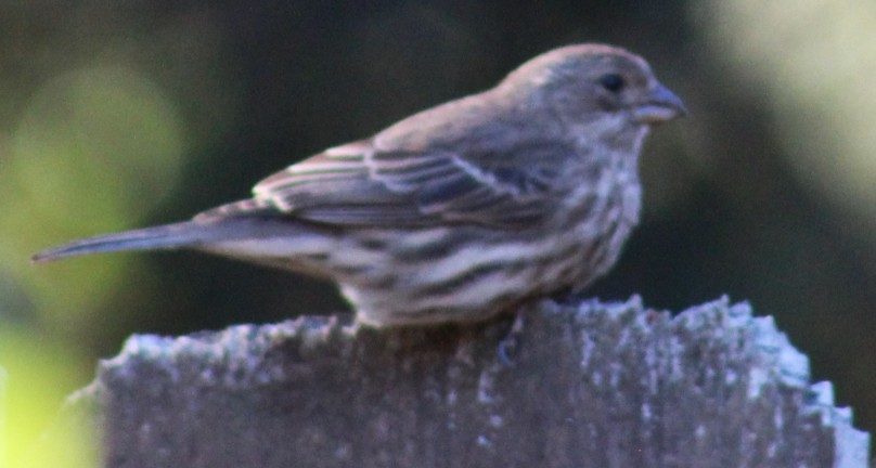 House Finch - ML645030551