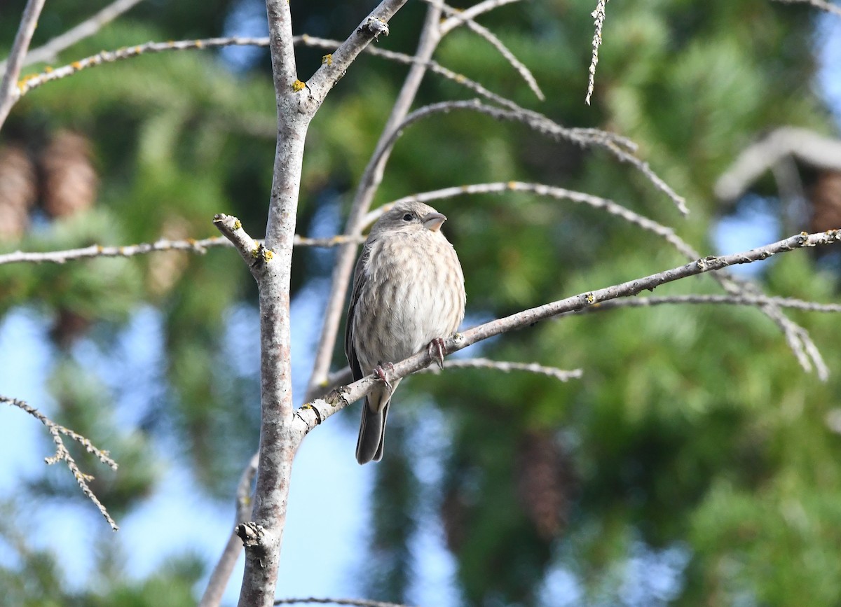 House Finch - ML645030568