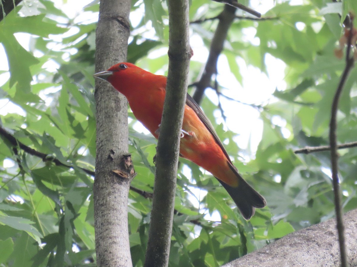 Scarlet Tanager - ML645030585