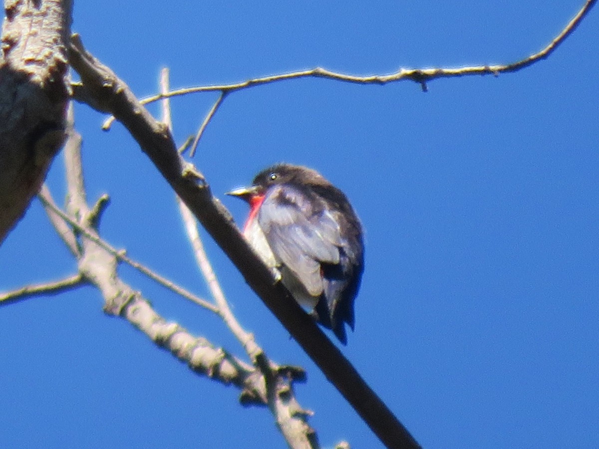 Picaflores Golondrina - ML645030609