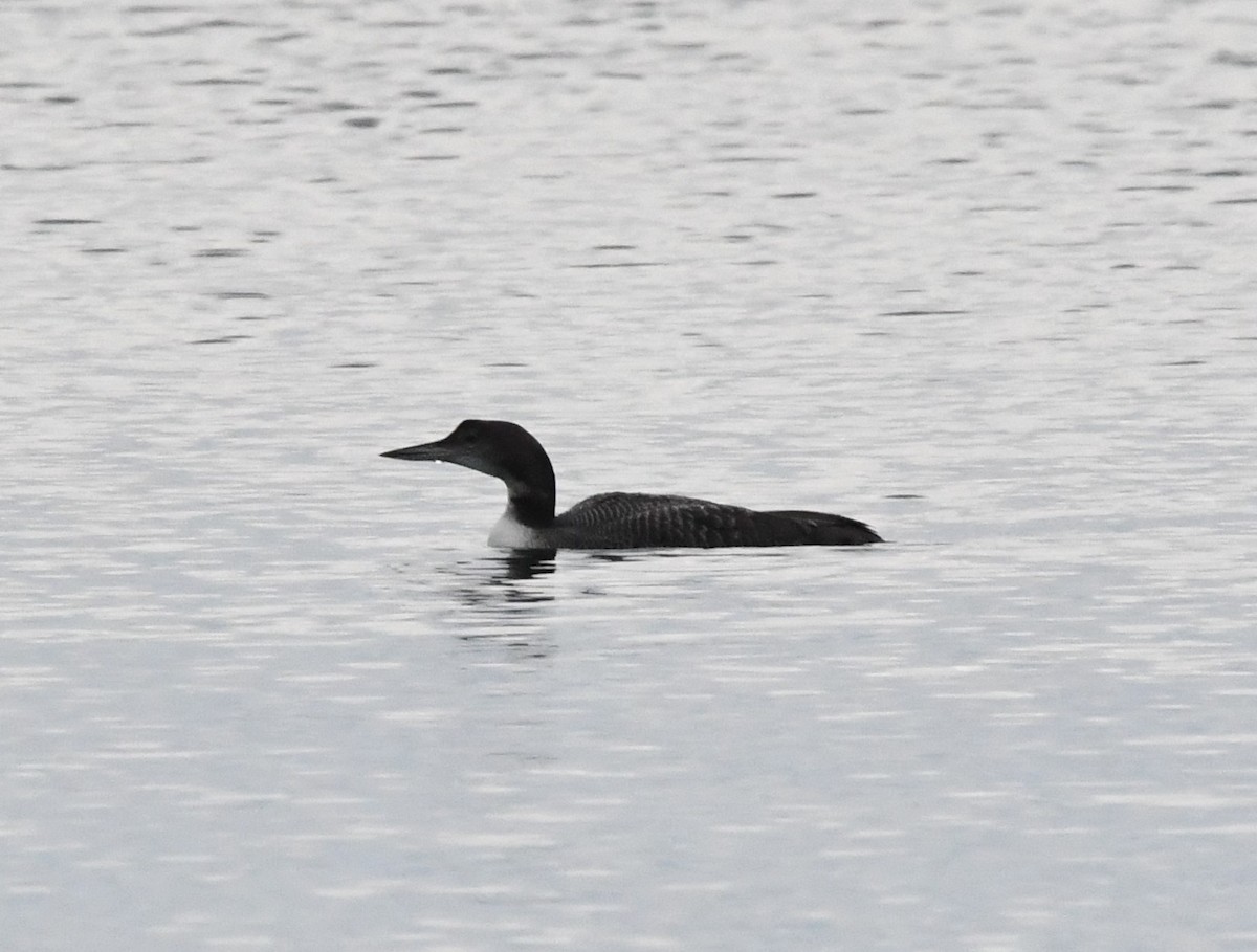 Common Loon - ML645030616