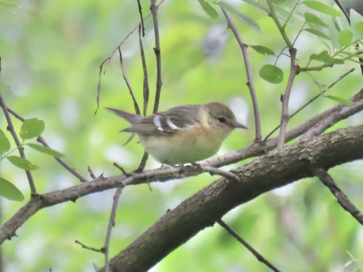Bay-breasted Warbler - ML645030623
