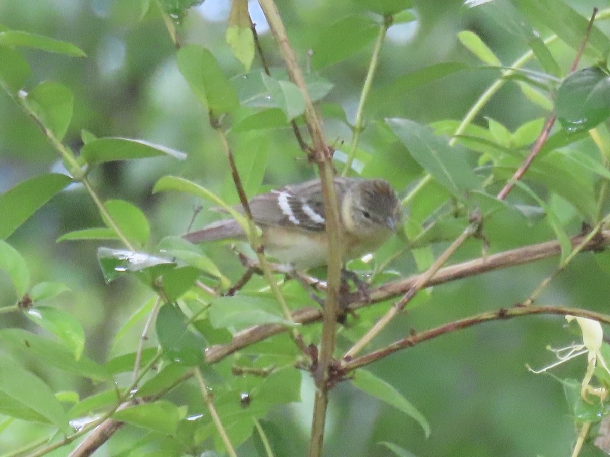 Bay-breasted Warbler - ML645030633