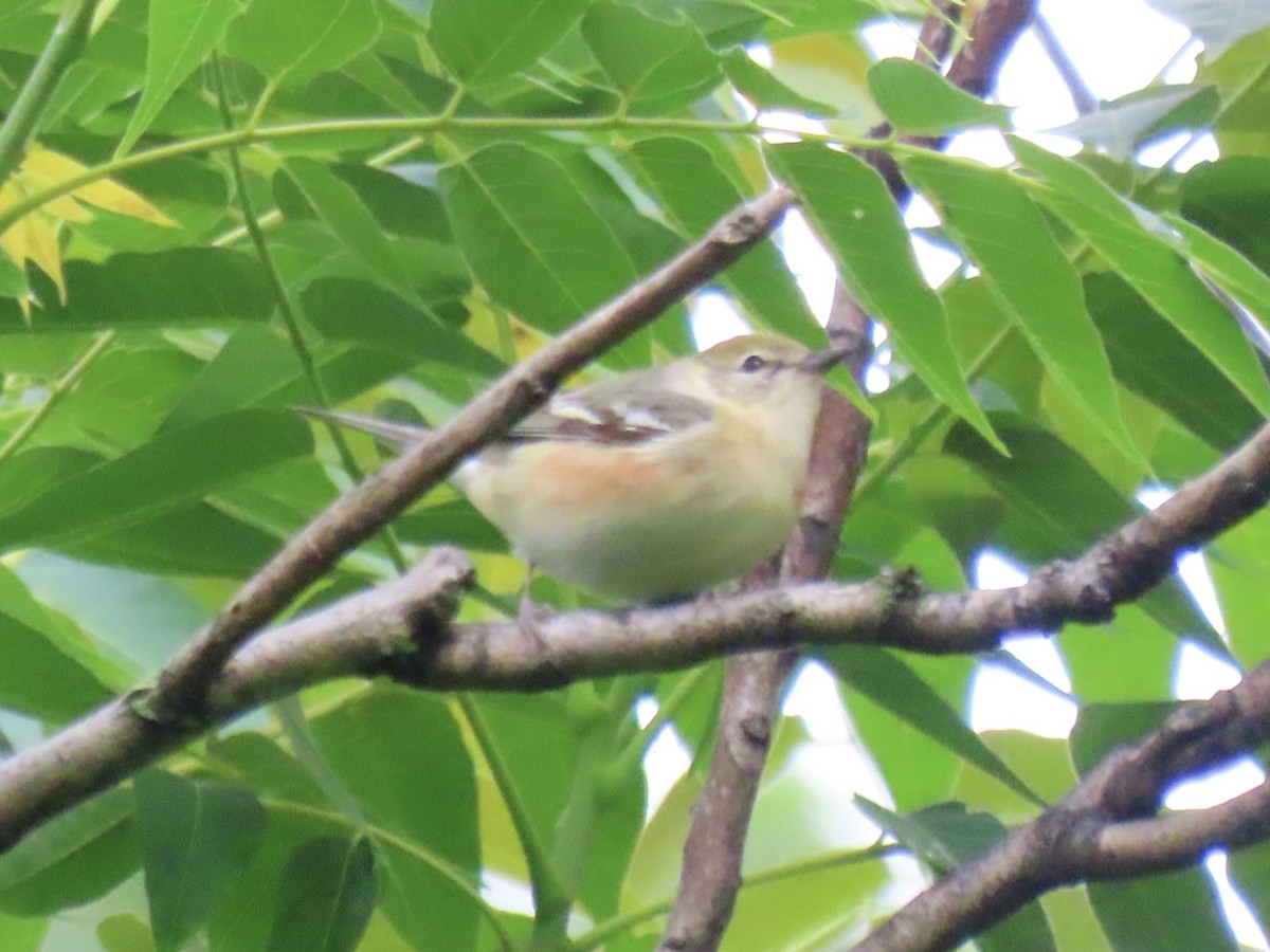 Bay-breasted Warbler - ML645030640