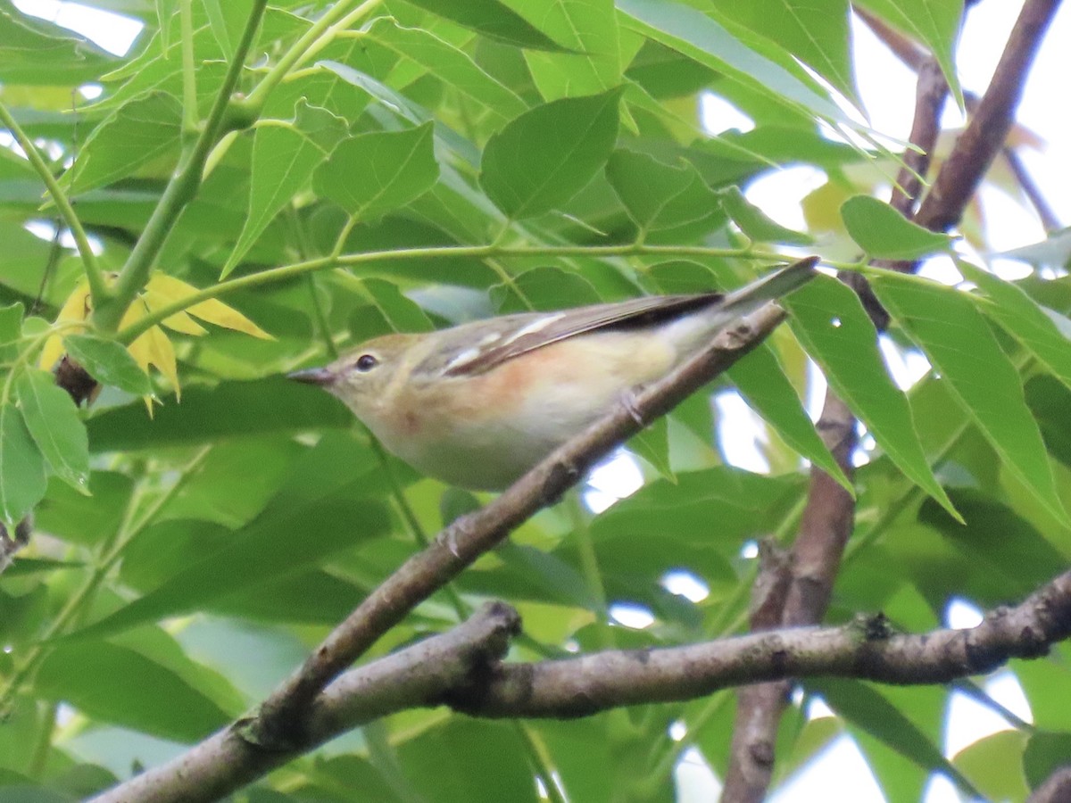 Bay-breasted Warbler - ML645030641