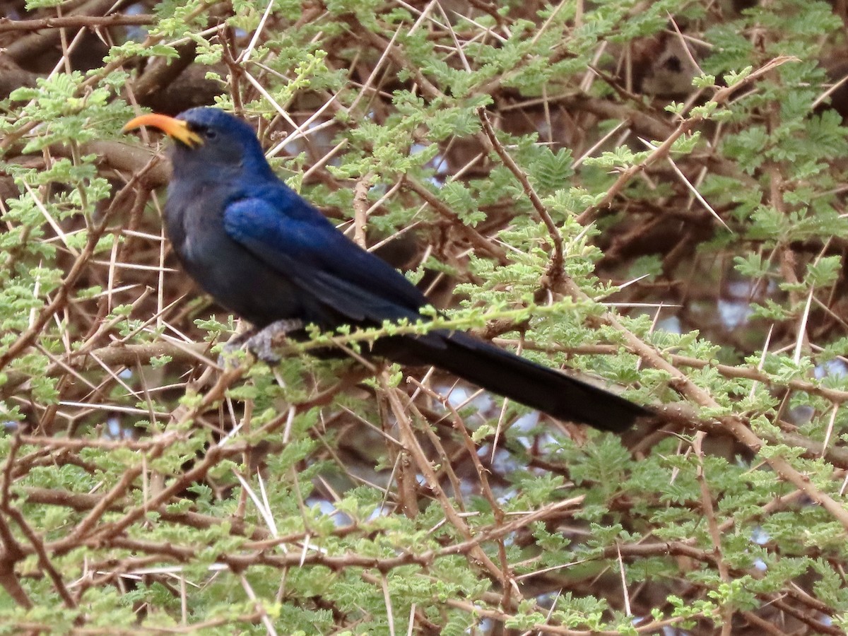 Irrisor à cimeterre - ML645030650