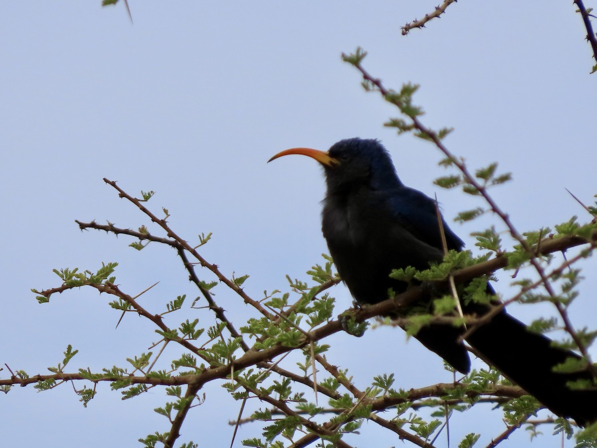 Irrisor à cimeterre - ML645030651