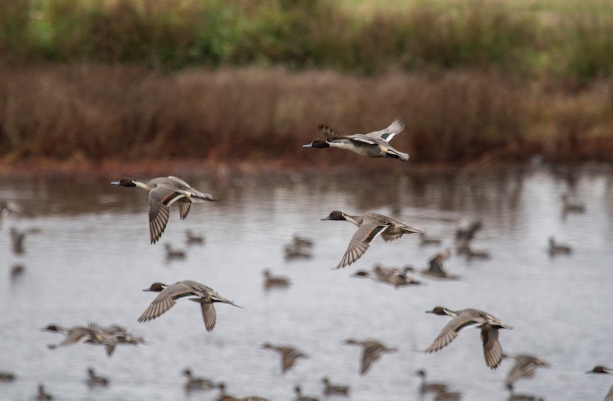 ostralka štíhlá - ML645030653