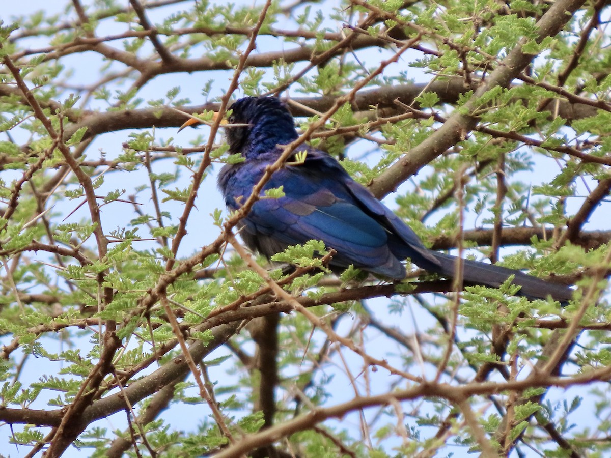 Irrisor à cimeterre - ML645030654