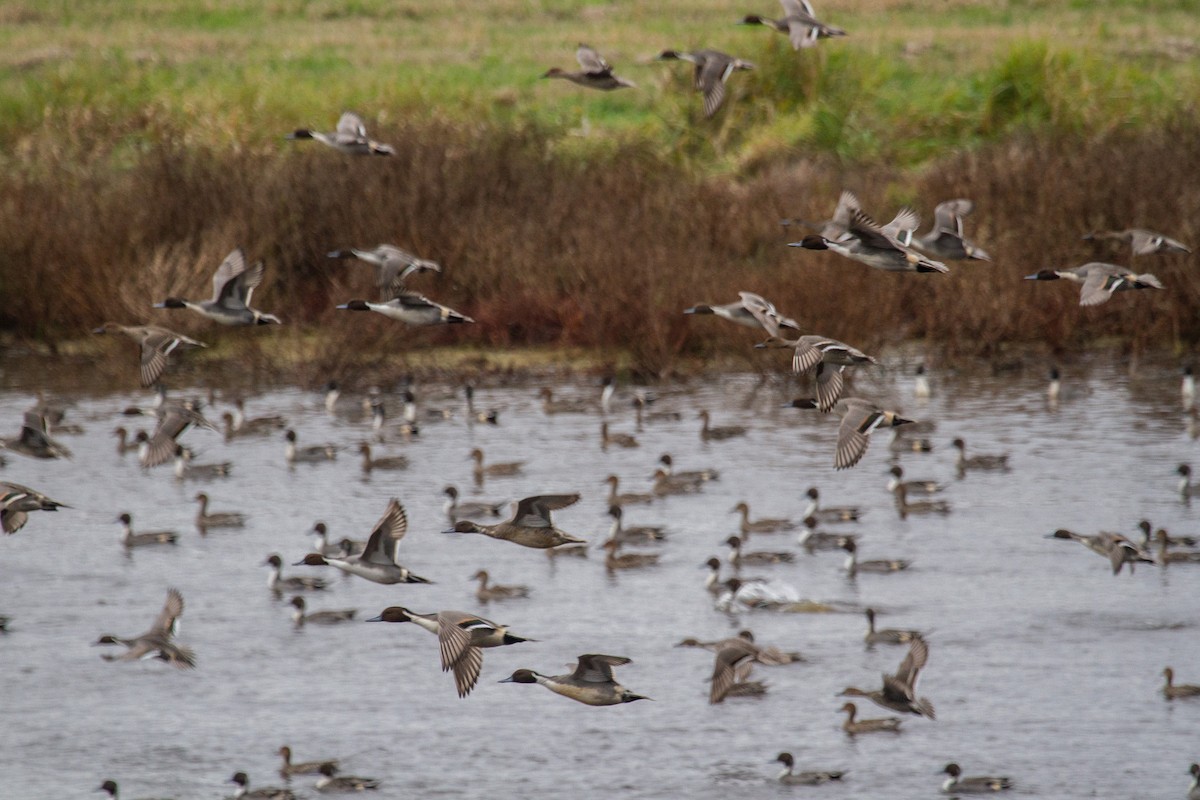 ostralka štíhlá - ML645030655