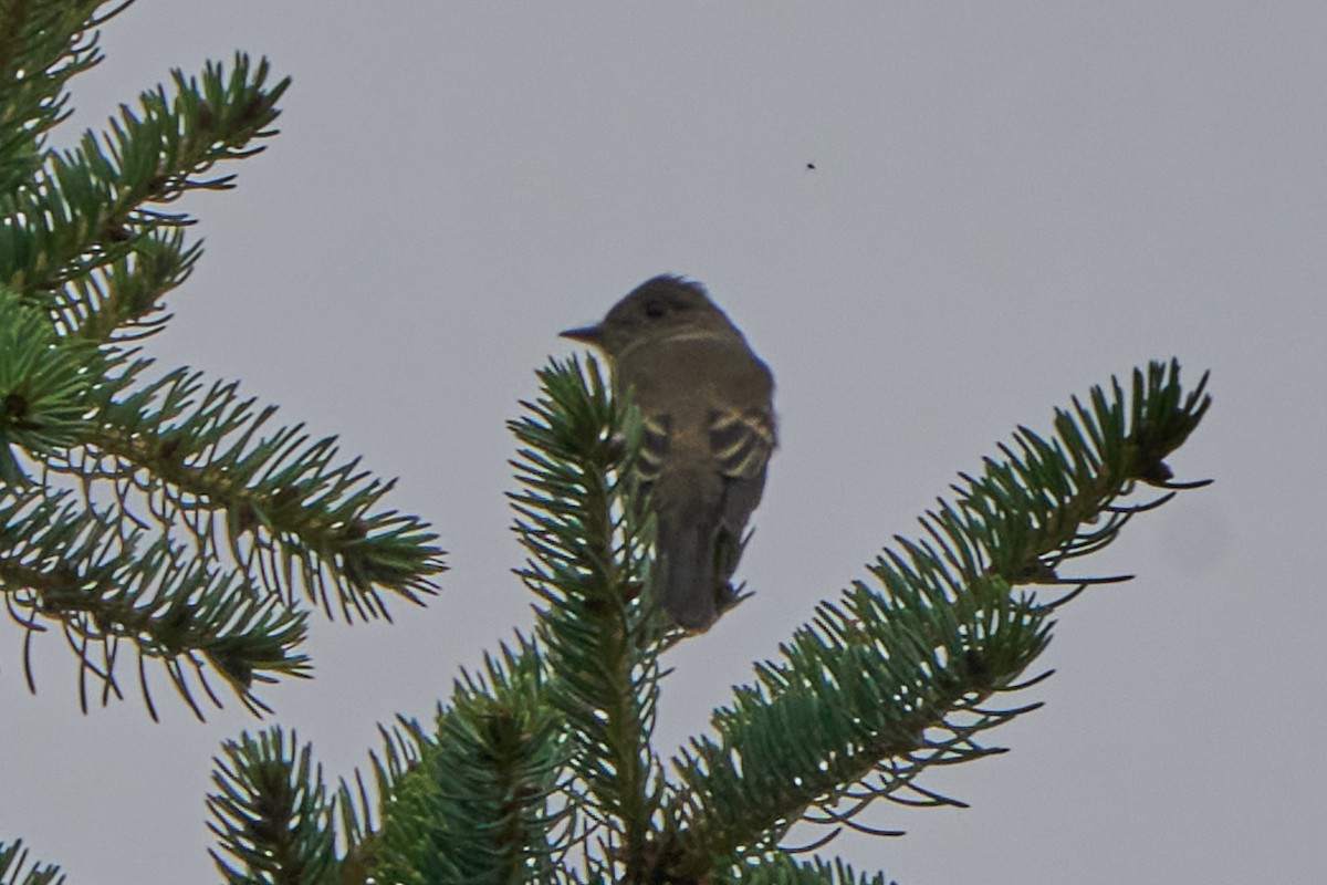Western Wood-Pewee - ML645030689
