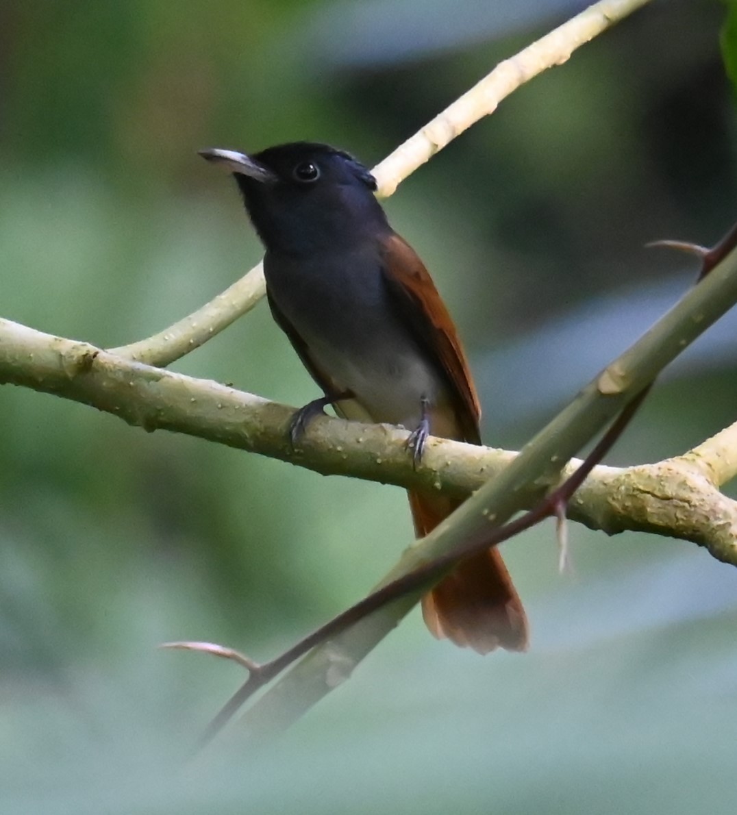 Blyth's Paradise-Flycatcher - ML645030715