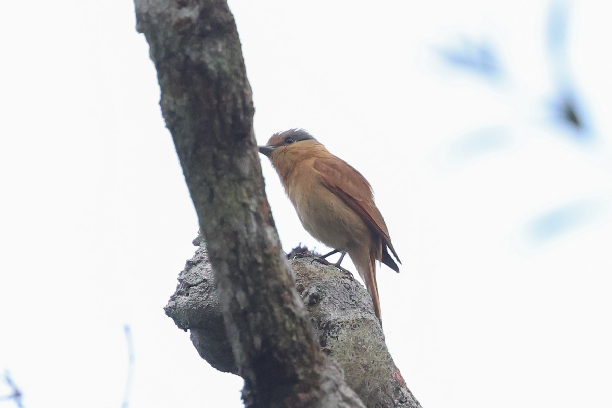 Chestnut-crowned Becard - ML645030716