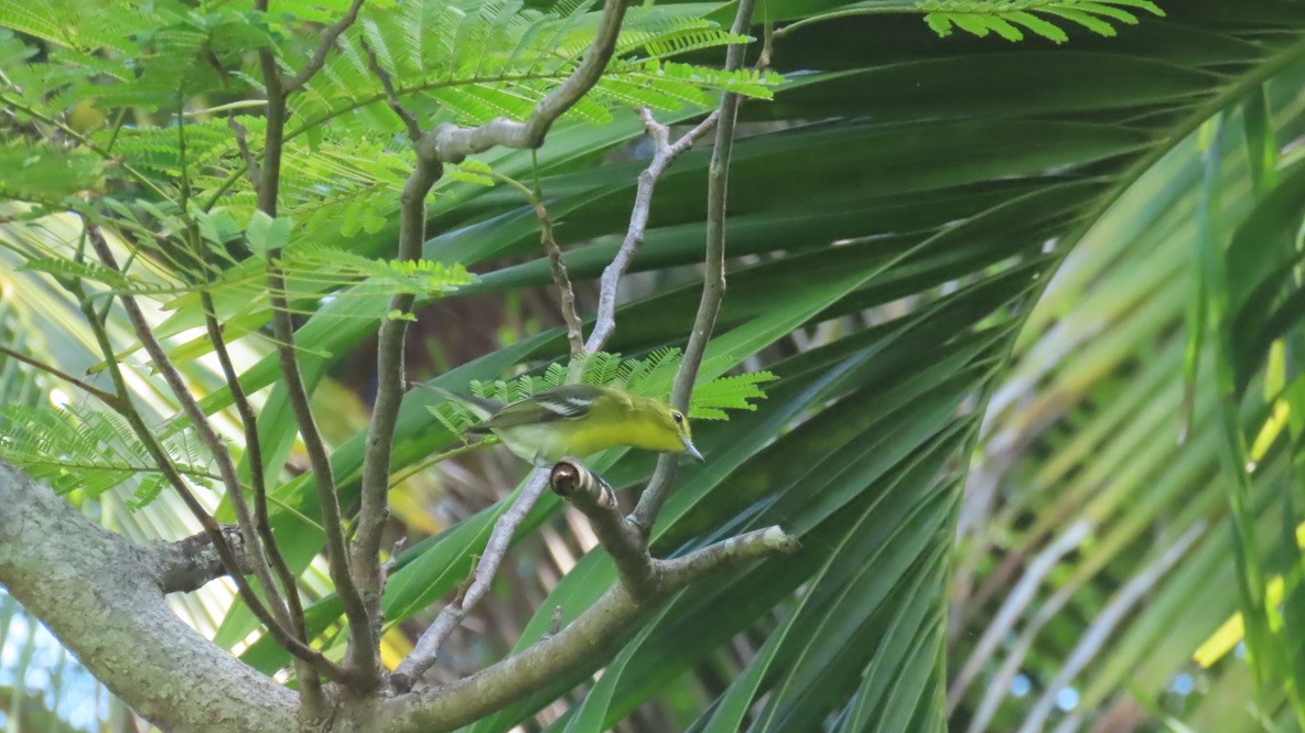Yellow-throated Vireo - ML645030729