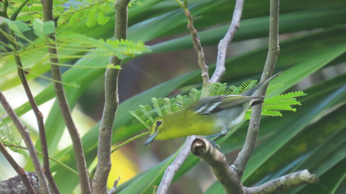 Yellow-throated Vireo - ML645030737
