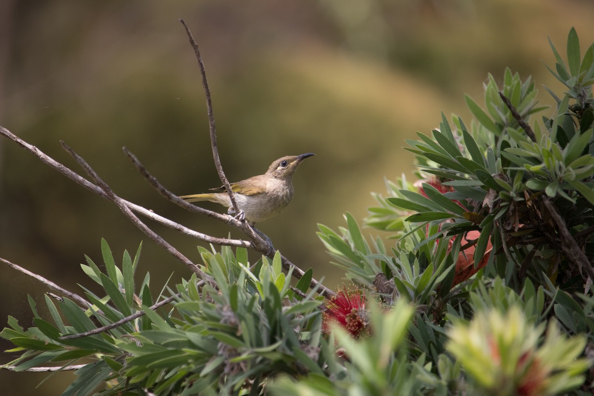 Brown Honeyeater - ML645030745