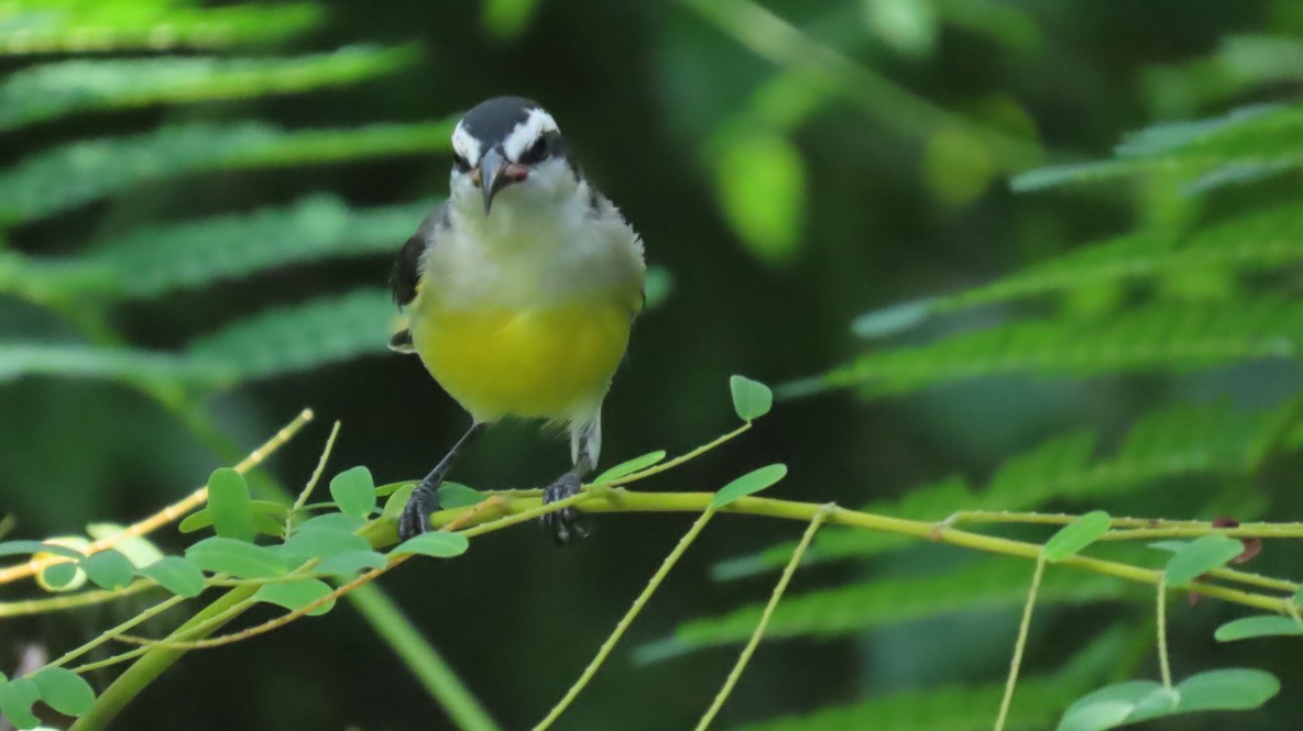 Bananaquit (Bahamas) - ML645030747