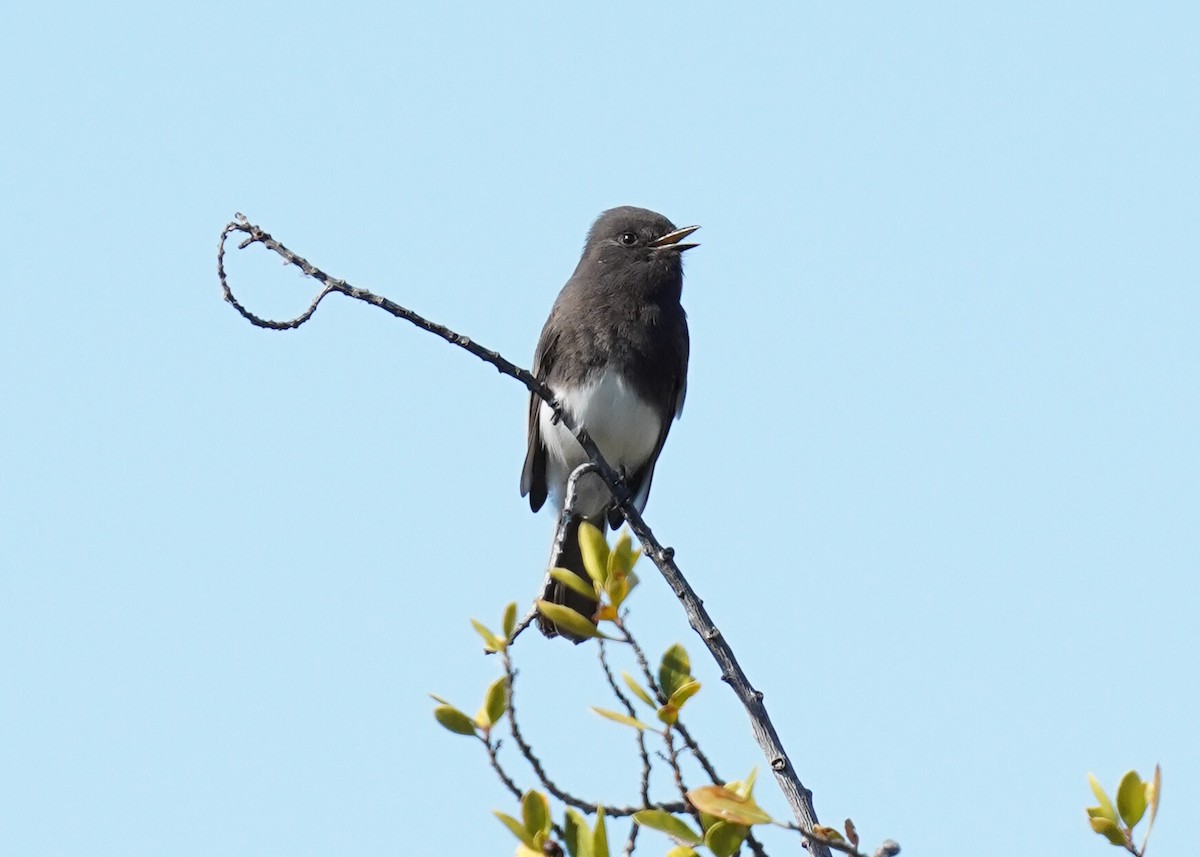 Black Phoebe - ML645030749